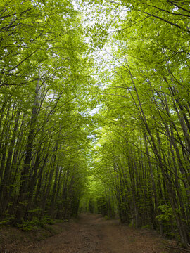 Path of verdant beech trees in the vibrant heart of nature