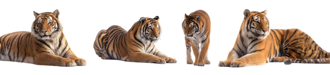 Obraz premium Tigers Wildlife Nature