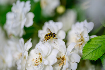 Insekt on Flower