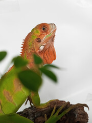 Baby Red Green Iguana photo taken with moringa leaves