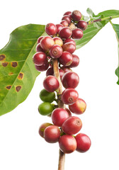 Red coffee beans on a branch of coffea tree with leaves, ripe and unripe coffee beans isolated on white background with clipping path  