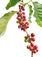 Red coffee beans on a branch of coffea tree with leaves, ripe and unripe coffee beans isolated on white background with clipping path  