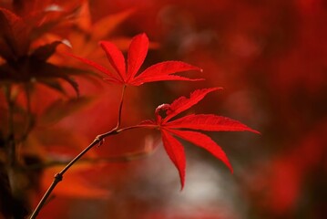 City Lakeside Night Photography with Golden Autumn Leaves and Skyscraper Reflections: Symmetrical Composition for Tourism Promotion, Real Estate Ads, Wall Art, and Urban Landscape Design