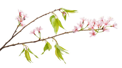 Prunus cerasoides flower, Wild Himalayan cherry plants, isolated on white background  
