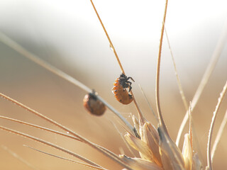 beetle larva (leptinotarsa decemlineata)