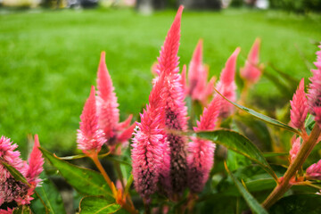 pink celosia argentea l flowers or cock's comb (Boroco) flowers in the garden.
