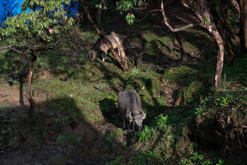 Buffalos in the forest 