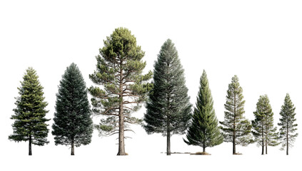 Obraz premium Line of pine trees against black background