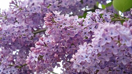 Blooming lilac flowers