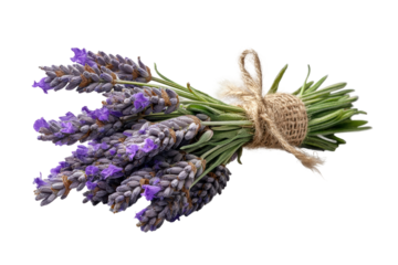 PNG Freshly harvested lavender bundle tied with burlap string