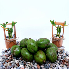 Cactus growing in unexpected tropical places with fruits and fresh natural elements