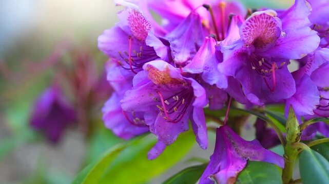 Rhododendron flower, blooming rhododendron Ponticum, Catawbiense. Rhododendron blossom close up. Purple flowers blooming shrub. Flowers of bright colors, closeup. Slow motion