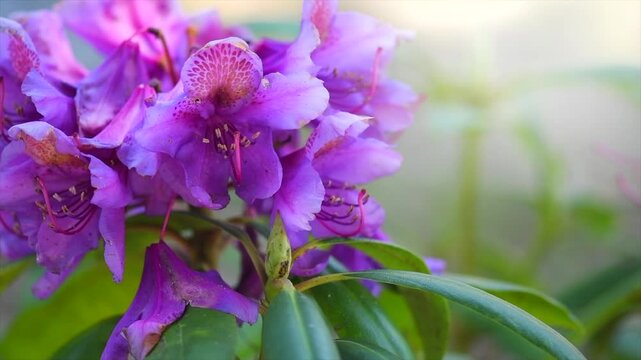 Rhododendron flower, blooming rhododendron Ponticum, Catawbiense. Rhododendron blossom close up. Purple flowers blooming shrub. Flowers of bright colors, closeup. Slow motion