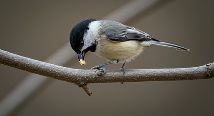 Carolina Chickadee Perched on Branch, Enjoying a Nut