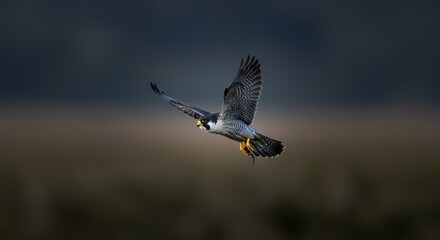 Majestic Peregrine Falcon in Flight