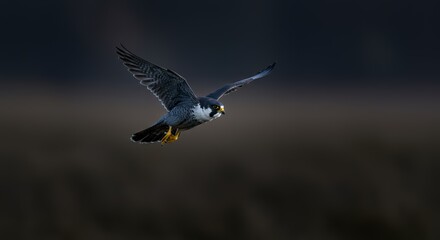 Majestic Peregrine Falcon in Flight