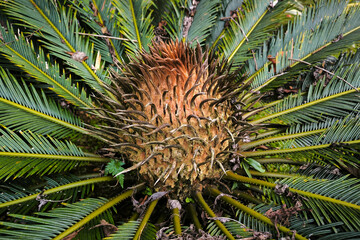Close-up photo of a Pakis Haji flower or Cycas flowers. © Mahesa