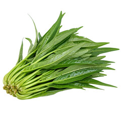 Fototapeta premium Fresh Green Vegetables: A Guide to Cultivating and Cooking Delicious Leaves, Offering Nutritional Benefits and Culinary Versatility for Health-Conscious Individuals.