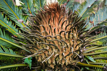 Close-up photo of a Pakis Haji flower or Cycas flowers. © Mahesa