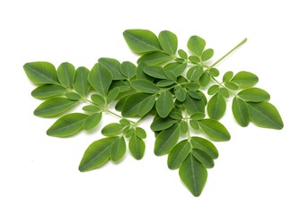 Obraz premium moringa leave isolated on white background