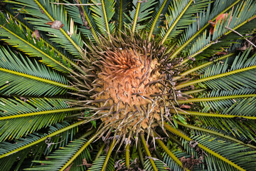 Close-up photo of a Pakis Haji flower or Cycas flowers. © Mahesa