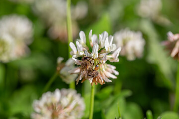 Honeybee collecting nectar from white clover flower in a vibrant green meadow