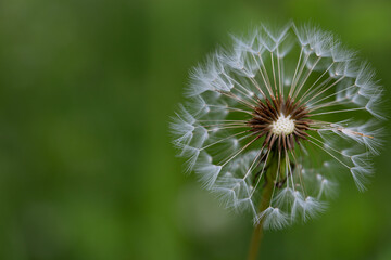 Close-up of a dandelion seedhead against a soft green blurred background