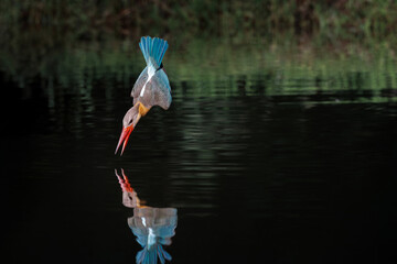 Stork-billed Kingfisher, Pelargopsis capensis, diving and catching fish in water, massive kingfisher with a large scarlet bill, lives in well-wooded habitats near lake or pond, bird diving into water