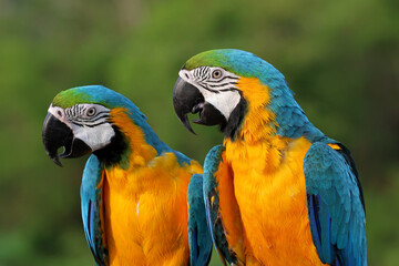 Colorful Macaw Parrots on green nature background.