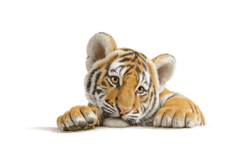 PNG Adorable tiger cub relaxing with paws stretched out