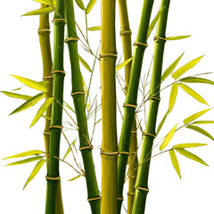 bamboo forest background