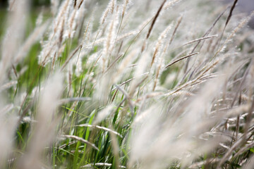 Blades of Grass with Soft White Feathers in Gentle Breeze