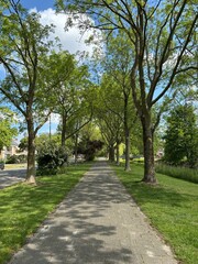 Urban Green Canopy: Shaded Street with Lush Trees and Modern Buildings harmonious blend of urban life and natural beauty in this inviting photograph. A vibrant green lawn and sidewalk are bordered