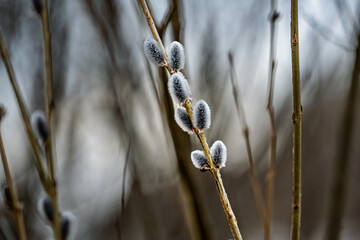Green buds sprouting on branches in early spring