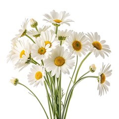 Fototapeta premium bouquet of daisies on a white background