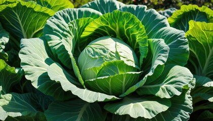 Vibrant Green Cabbage in a Garden
