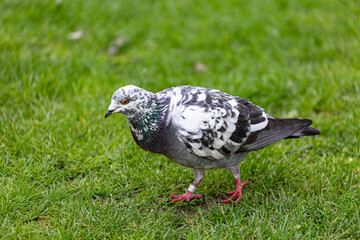 Pigeon on grass field in a garden