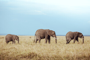 Fototapeta premium elephants family walks in the savannah of masai mara in kenya