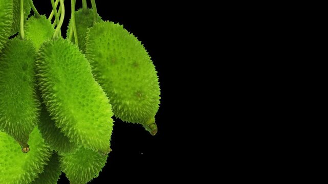 Spiny gourd or spine gourd also known as bristly balsma pear, prickly carolaho isolated on white background. assamese bhat kerela