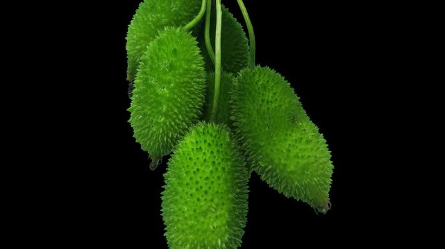 Spiny gourd or spine gourd also known as bristly balsma pear, prickly carolaho isolated on white background. assamese bhat kerela