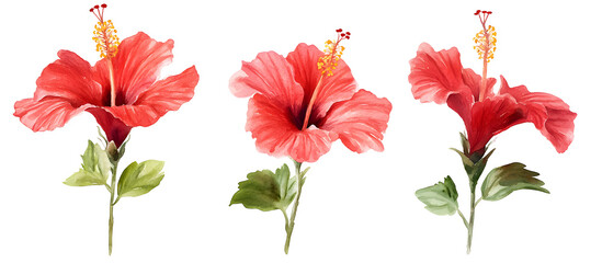 Red hibiscus flowers watercolor illustration isolated on transparent background, tropical botanical art, vibrant floral design, exotic garden bloom, decorative bouquet element