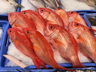fresh red snapper fish on ice for sale at the fish market in Sydney,  Australia