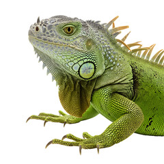 Expressive Green Iguana Posing Intriguing Reptile Unique Features Wildlife