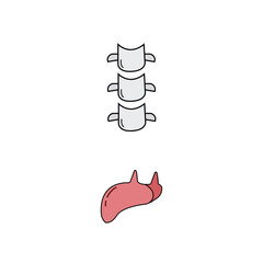 Human Internal Organs Icon Set