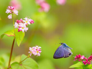 晩夏のシジミチョウ