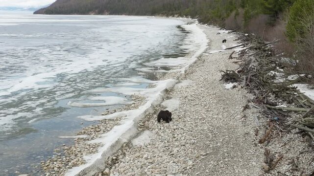 A lone wild brown bear on the icy shore of a lake digs in search of food