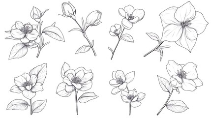 Hand drawn botanical floral line art collection delicate flowers leaves vintage artistic detailed sketches image