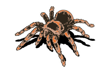 tarantula spider isolated vector on white background