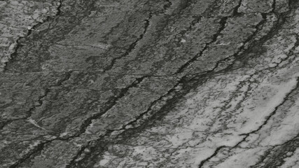 tree bark texture