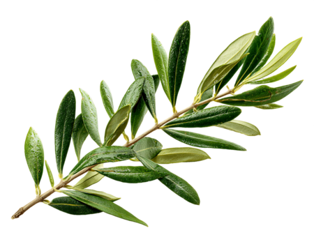 Lush Green Olive Branch with Vibrant Leaves on Transparent Background, PNG